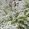 雪柳