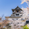 犬山城と桜