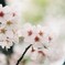 雨後の桜
