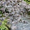 散りゆく桜