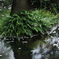 雨のあと