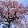 一本桜