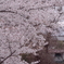 IMGP2421