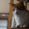 飼い猫