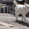 猫島で。