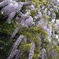 藤の花の下に立てる私 、鬼よめ、ではないらしい(^^)
