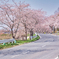 SAKURA ROAD