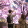 夜桜•ライトアップ