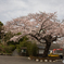 最寄り駅道中の桜①
