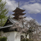 宮島しだれ桜
