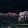 又兵衛桜を上から
