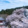 桜大仏　壷阪寺