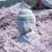 桜大仏