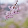 能勢の枝垂れ桜1