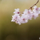 能勢の枝垂れ桜2