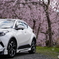 能勢の枝垂れ桜3