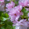 八重咲きの桜