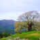 醍醐桜