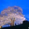 醍醐桜　ライトアップ