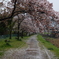 桜の涙