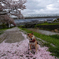 桜の絨毯
