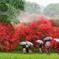 小雨の中で