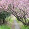 葉桜への路