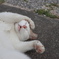 うみねこさんぽ。