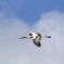 コウノトリ②