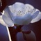 AB4A82FB-41E0-4F70-8B51-37F80D42D4D0