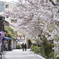 桜咲く道で