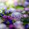 雪割草2021-29