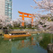 岡崎疏水の桜と十石舟