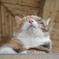 うみねこさんぽ。