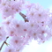 最後の桜