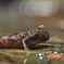 ミナミトビハゼ
