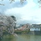 お堀の桜