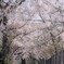 桜満開