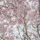 枝垂れ桜を真下から〜