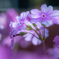 桜草
