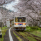 松浦鉄道 桜のトンネル