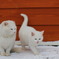 親子猫