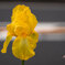 幸せyellow