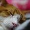 眠る猫。