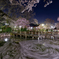 夜桜ぐーるぐる