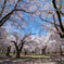 空いっぱいの桜①
