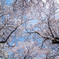 空いっぱいの桜②