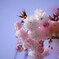 八重桜便り～ⅻ