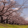 背割堤の桜