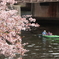水都桜巡り
